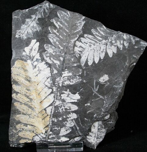 Fossil Seed Fern Plate - Pennsylvania #15830